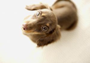 手頃な料金が魅力の猫のペット保険