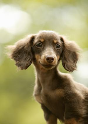 東京の可愛い犬専門のペットショップ