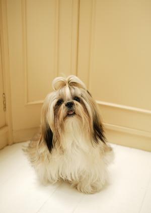 人気が高いロイヤルカナンの犬用療法食