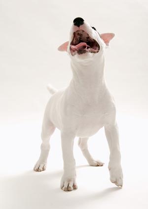 家族の一員のためのペット保険