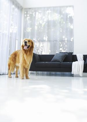 可愛いビションフリーゼ販売をしています