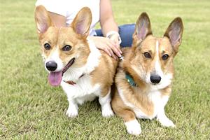 ティーカップヌードルの子犬販売