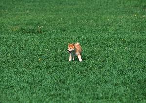 マンチカンを専門に取り扱っているショップです