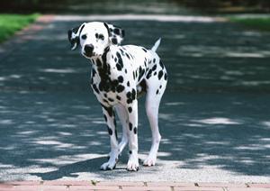 豆柴の子犬販売に力を入れるショップ