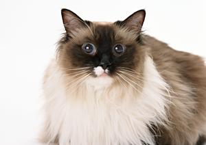 10歳未満の犬でも利用することが可能