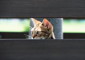 平塚の動物病院は治療が丁寧で安心