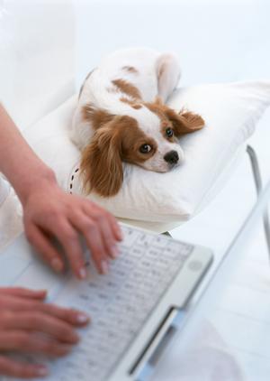 モフモフでかわいいマンチカンの子猫販売