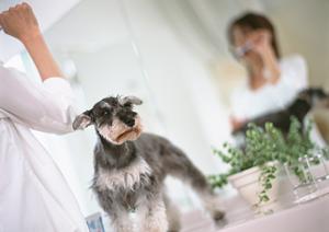 犬のヘルニア治療ができる横須賀の病院