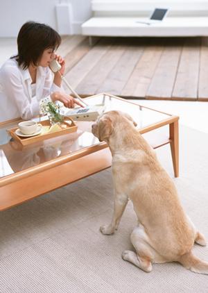犬のおもちゃが多くの方に人気です